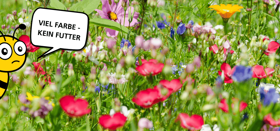 eine Blühfläche ohne insektenfreundliche Pflanzen, eine traurige Biene, die sagt: viel Farbe - kein Futter