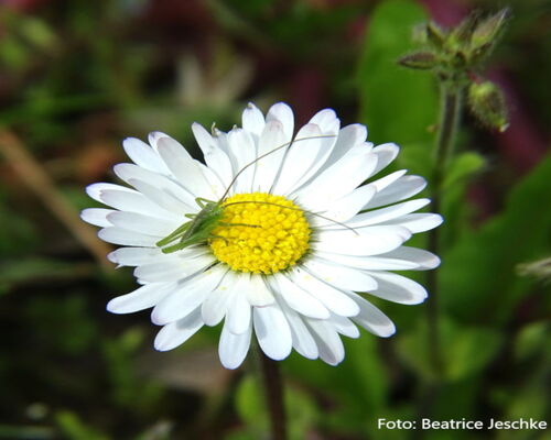 Gänseblümchen © Beatrice Jeschke