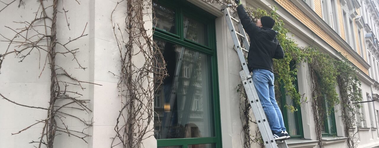 Elmar steht auf der Leiter und schneidet seine Fassadenbegrünung