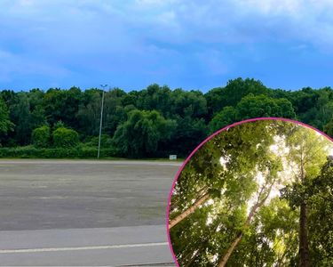 Wald neben der Kleinmesse