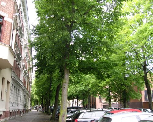 Straßenbäume in der Holbeinstraße