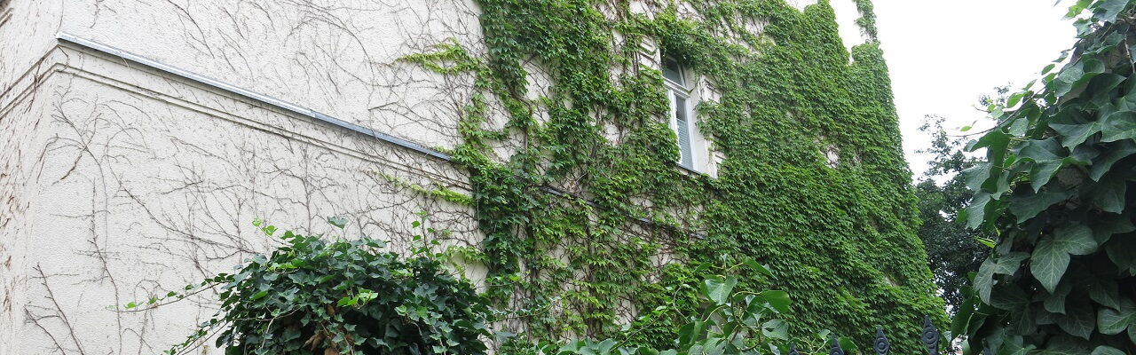 Grüne Hauswand Kletterpflanzen an einer Hausfassade