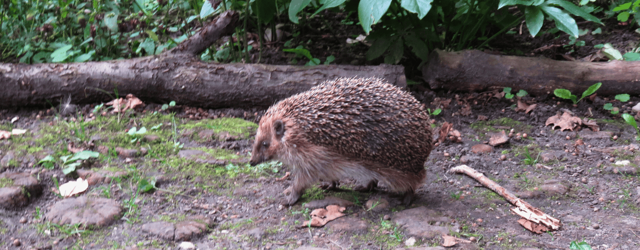 Igel im Stadtgarten Connewitz