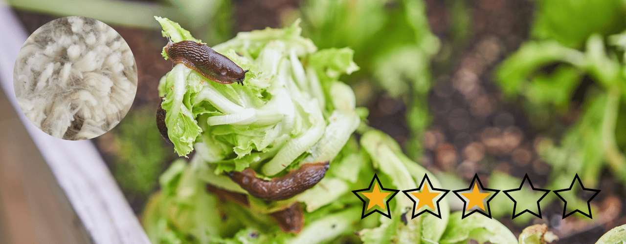 Schafwoll-Mulchschicht gegen Nacktschnecken