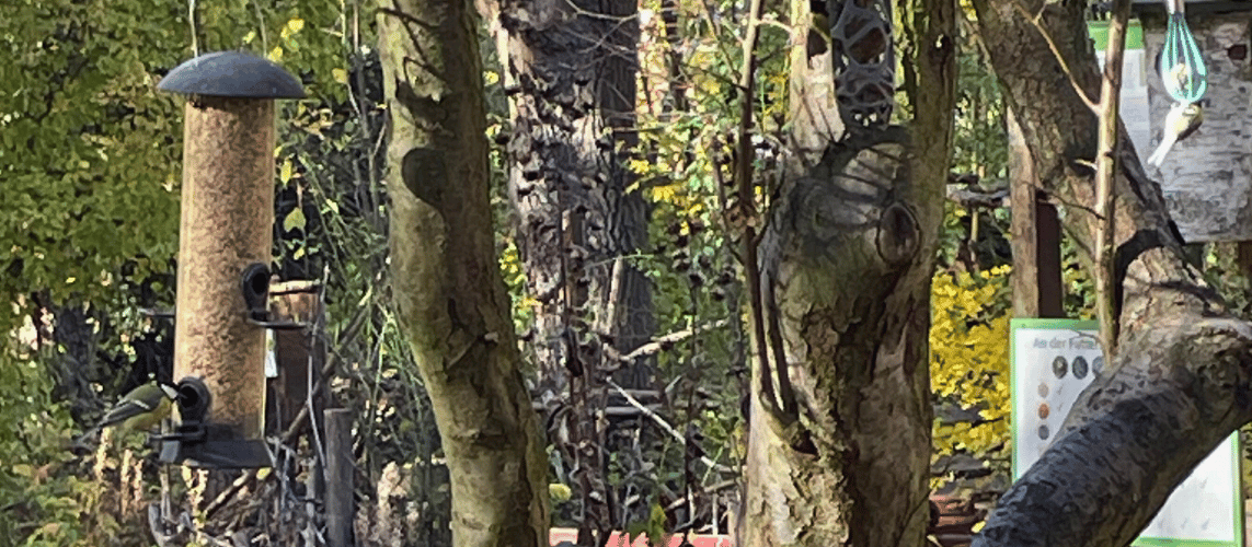 Ein Rotkehlchen im Winter