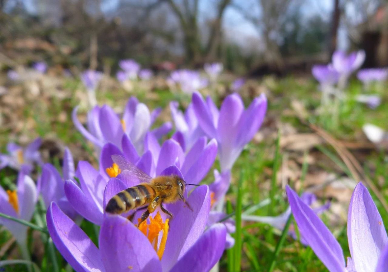 Nahaufnahme einer Biene auf einer lila Krokusblüte im Freien