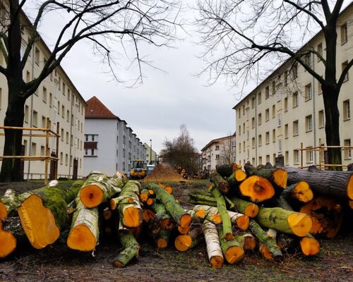 aufeinandergestapelte Baumstämme nach Rodung in der Bernhard-Göring-Straße