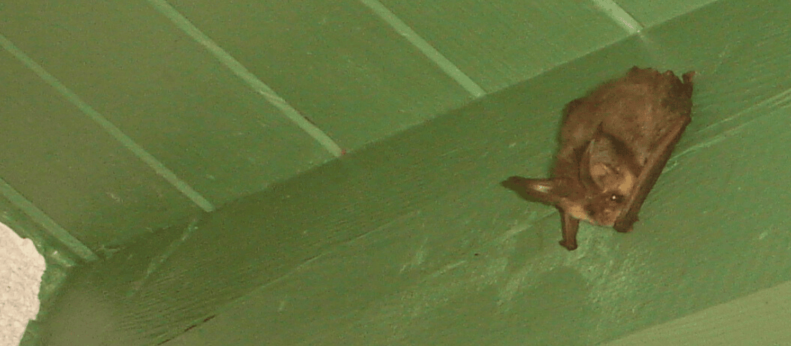 Braunes Langohr sitzt an der Decke einer Gartenlaube