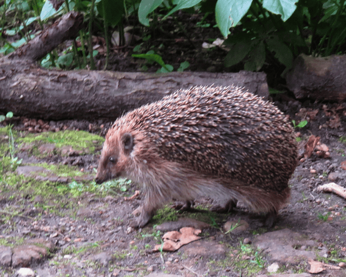 Igel im Stadtgarten Connewitz