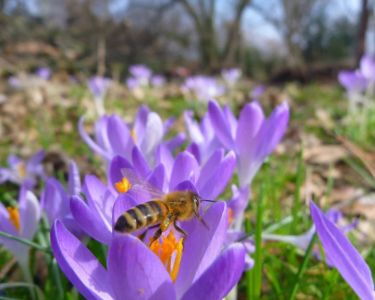 Nahaufnahme einer Biene auf einer lila Krokusblüte im Freien