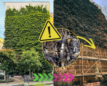 Grünes, rechteckiges Gebäude mit dichter Bepflanzung und vergrößertem Ausschnitt auf abgetrennten Efeu-Ranken