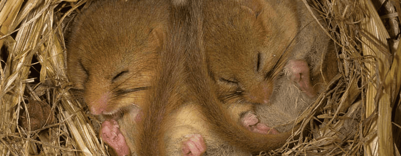zwei Haselmäuse im Winterschlaf