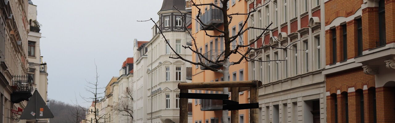 Blick auf neu gepflanzte Bäume in der Kochstraße