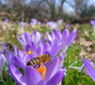 Nahaufnahme einer Biene auf einer lila Krokusblüte im Freien