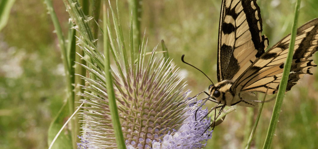 Ein Schwalbenschwanz sitzt im Stadtgarten Connewitz an einer Wilden Karde