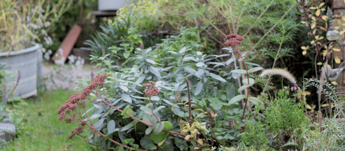 ein naturnah gestalteter Kleingarten mit insektenfreundlichen Pflanzen