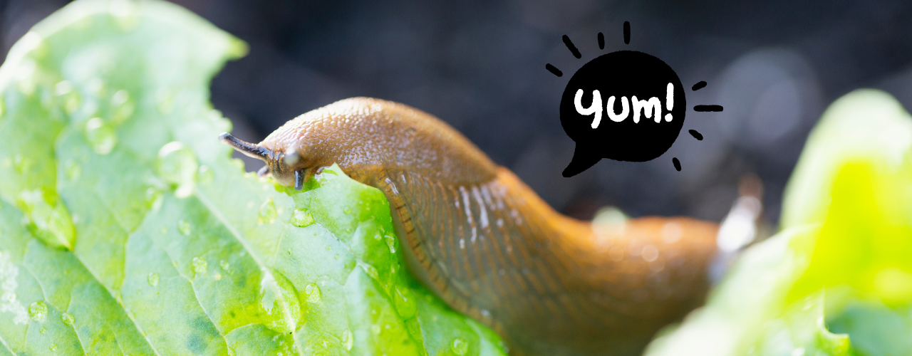 Nacktschnecke frisst Salat