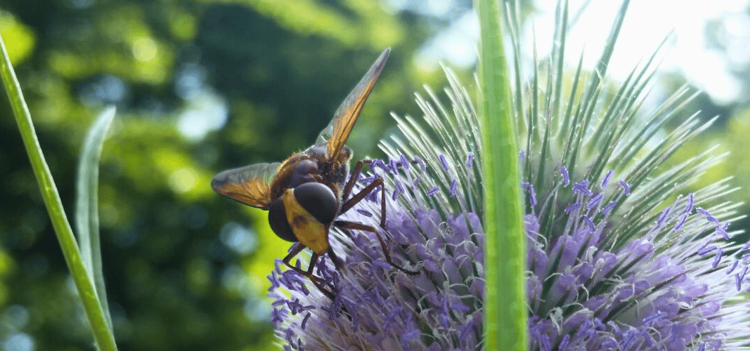 eine Schwebfliege auf einer Wilden Karde