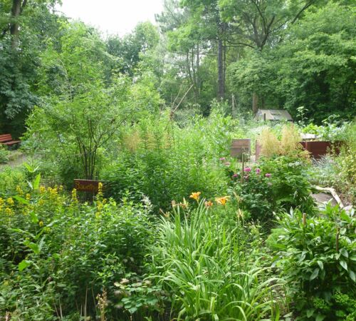Ein Garten für Käfer - Ökolöwe