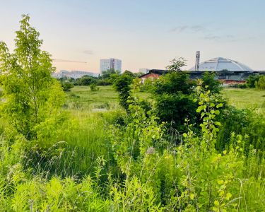 Grün auf der Brache am MDR