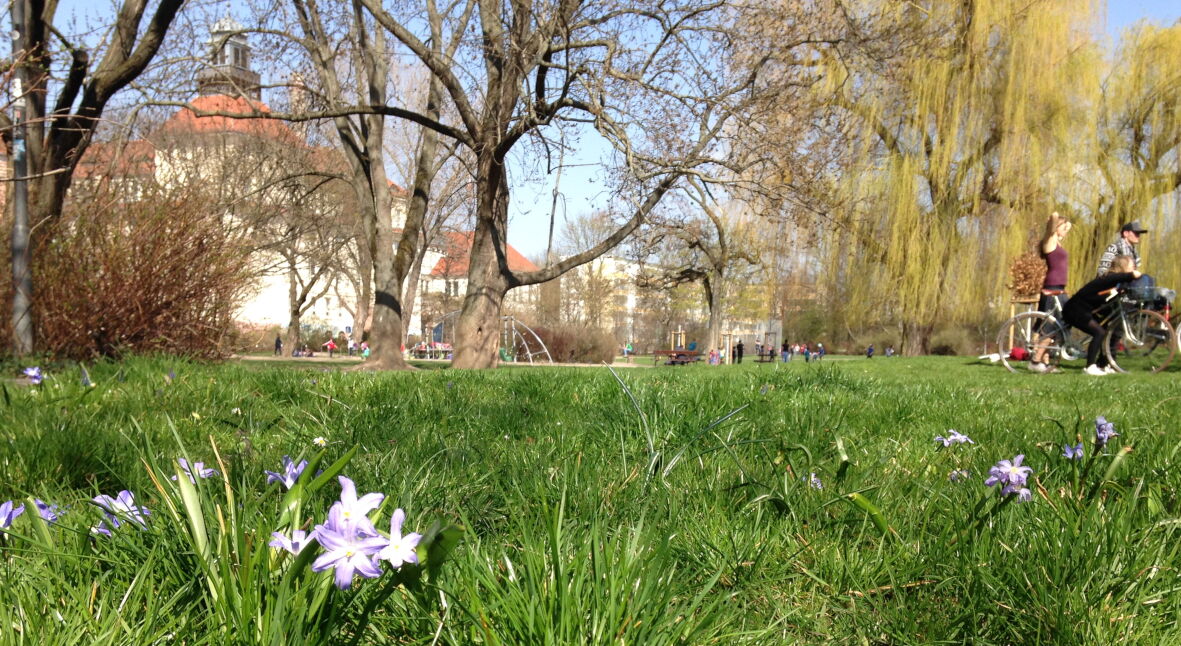 Grasfläche mit blühenden kleinen lila Blumen im Vordergrund und Bäumen sowie Menschen mit Fahrrädern im Hintergrund