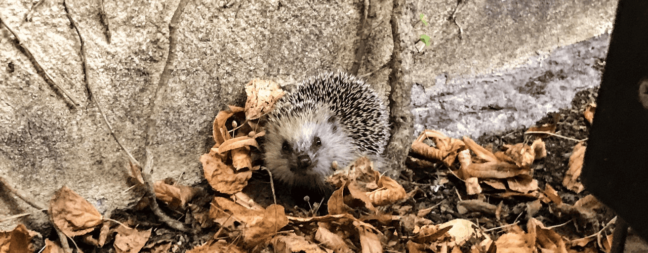 ein kleiner Igel sitzt im Stadtgarten Connewitz