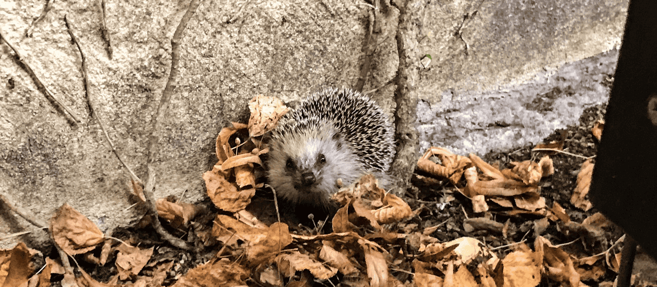 Igel im Stadtgarten Connewitz