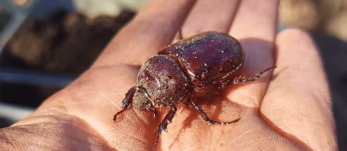 Nashornkäferweibchen auf einer Hand