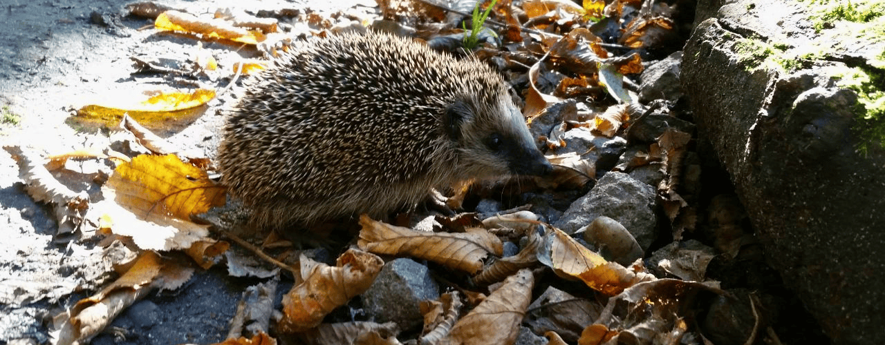 ein Igel im Stadtgarten Connewitz