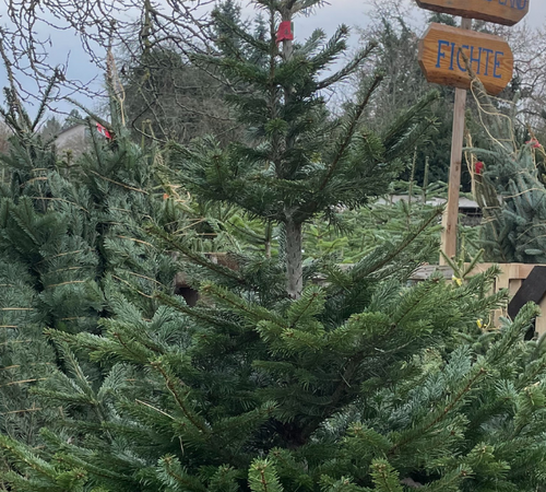 Weihnachtsbaum