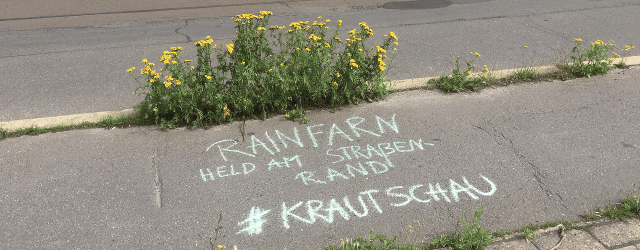 Rainfarnpflanze mit Kreidebeschriftung auf der Straße