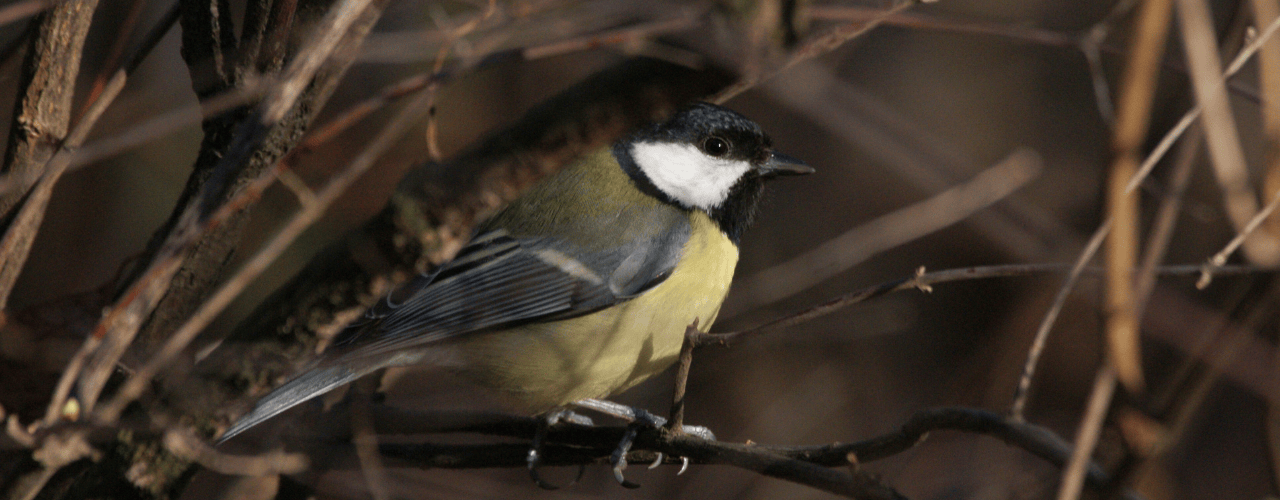 Meise in Nahaufnahme