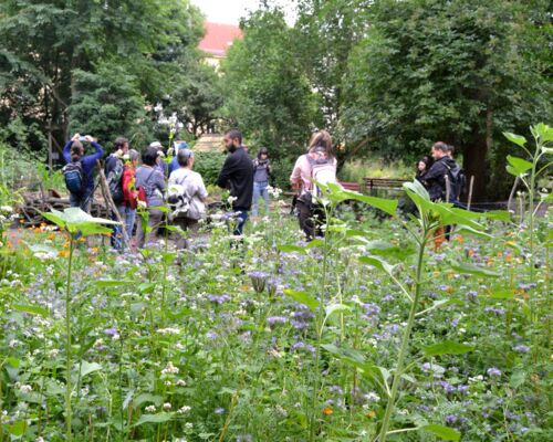 Workshops zu naturnahem Gärtnern im Stadtgarten Connewitz