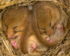 Haselmäuse im Winterschlaf