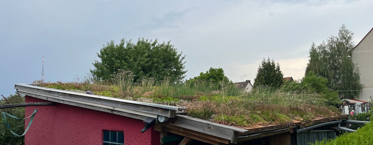 Dachbegrünung auf einer Gartenlaube