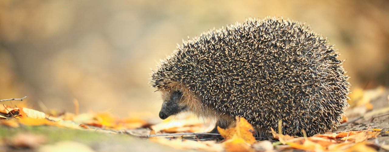 Igel
