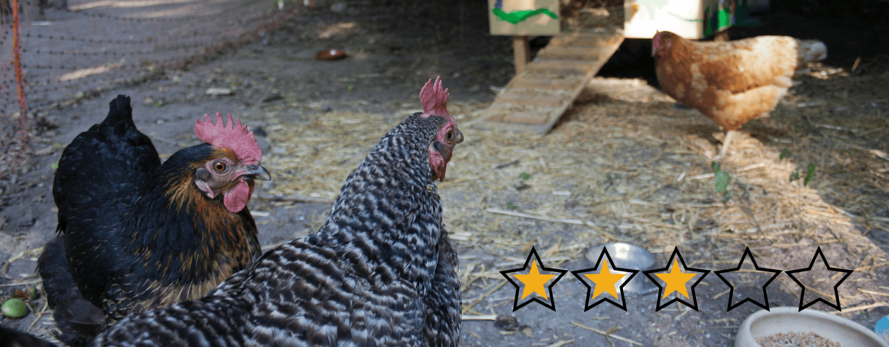 Hühner gegen Nacktschnecken