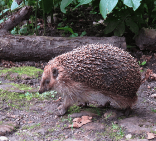 Igel im Stadtgarten Connewitz