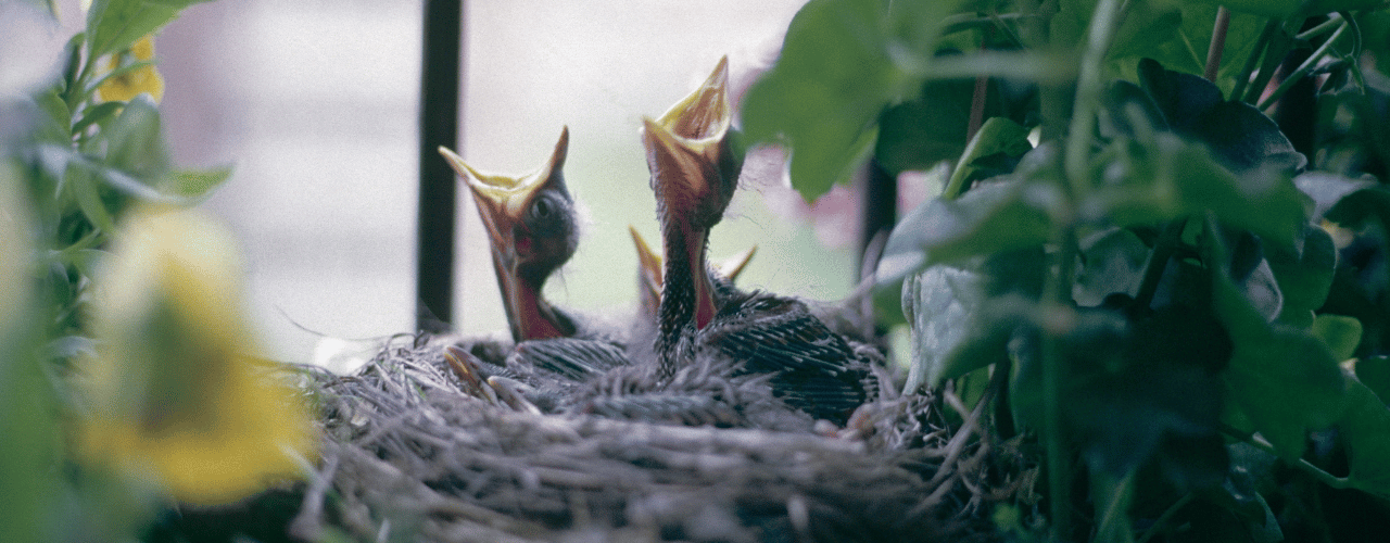 Vogelnest auf Balkon