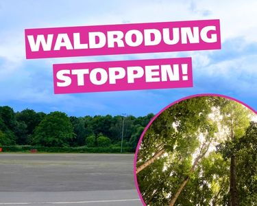 Wald neben der Kleinmesse