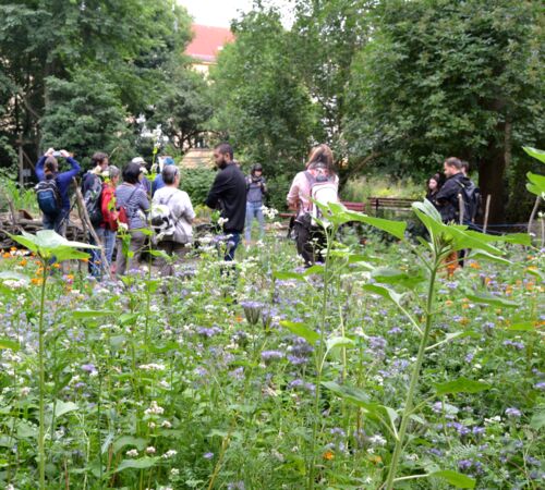 Workshops zu naturnahem Gärtnern im Stadtgarten Connewitz