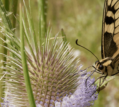 Geißblatt mit Hummel
