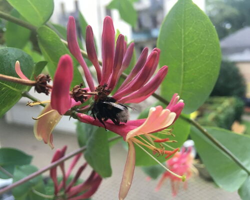 Geißblatt mit Hummel