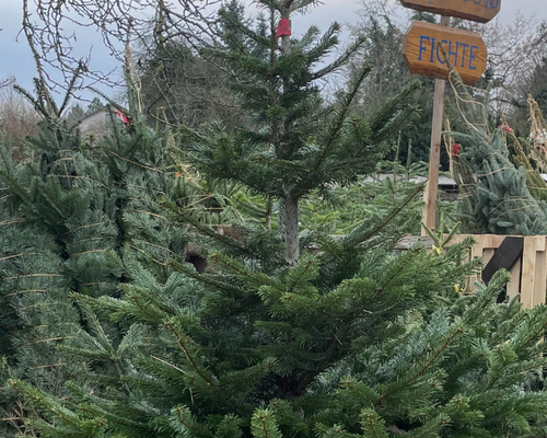 Weihnachtsbaum
