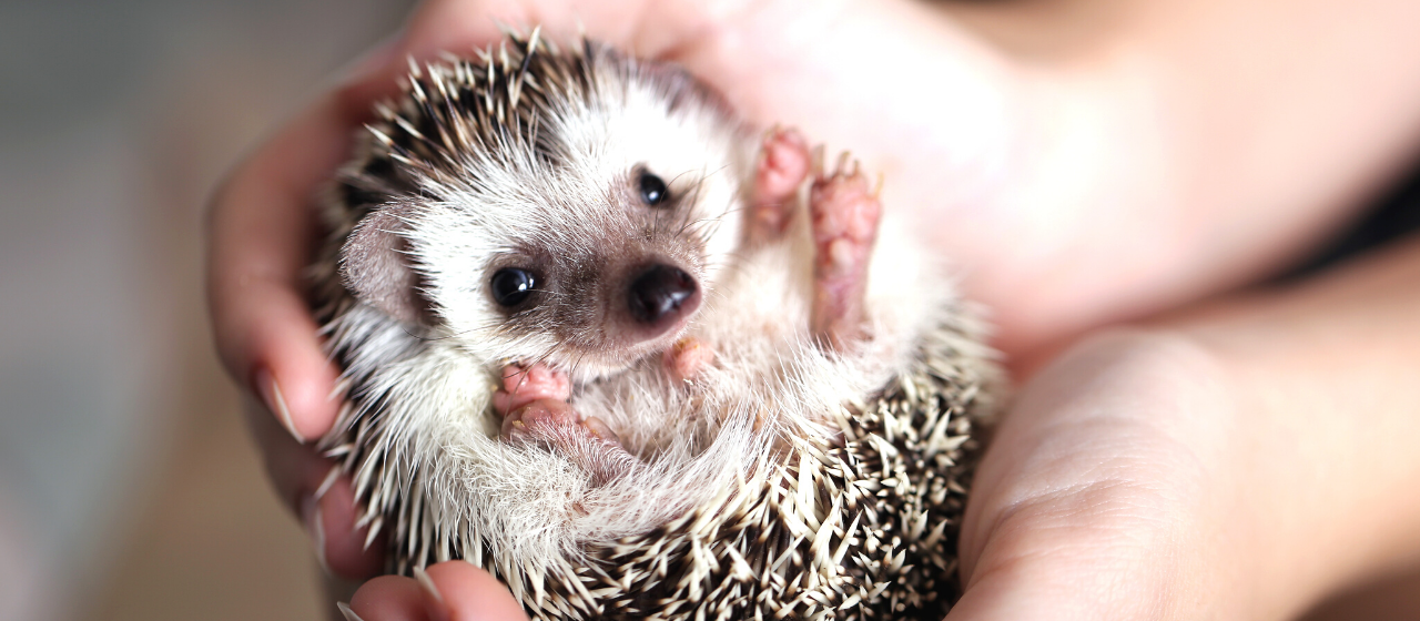 Igel