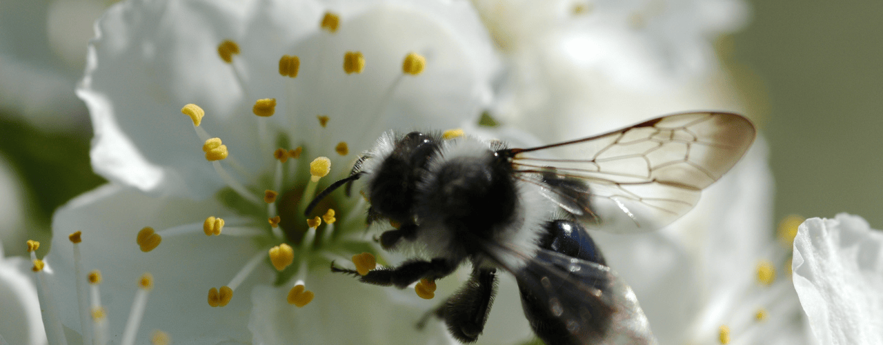 Sandbiene auf einer Blüte