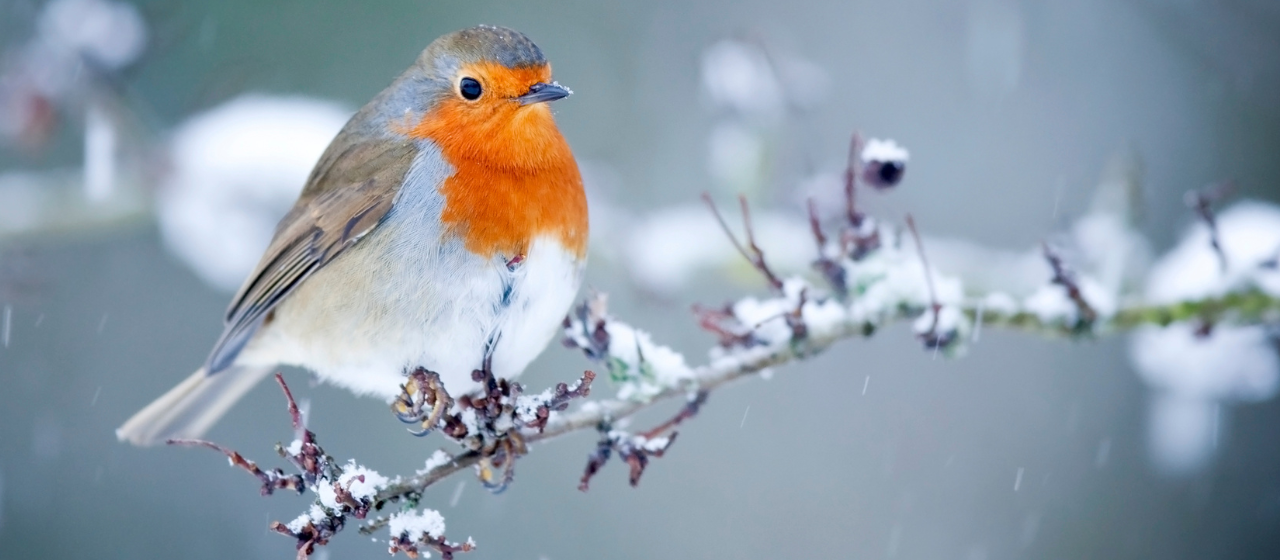 Ein Rotkehlchen im Winter