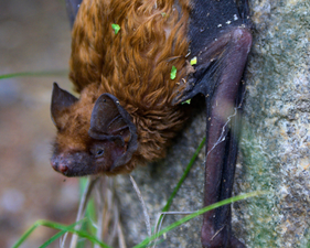 Abendsegler an Baumstamm sitzend
