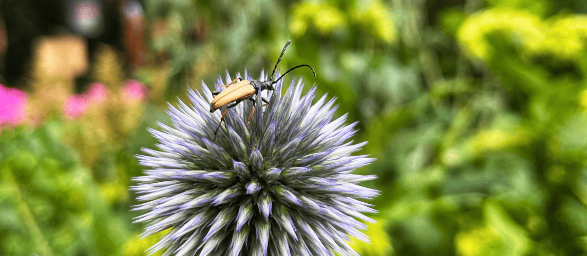 Rothalsbockkäfer auf Kugeldistel