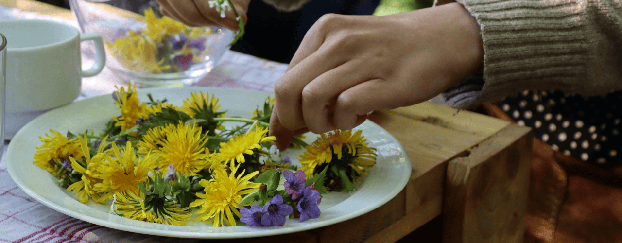 Wildkräuter im Stadtgarten Connewitz